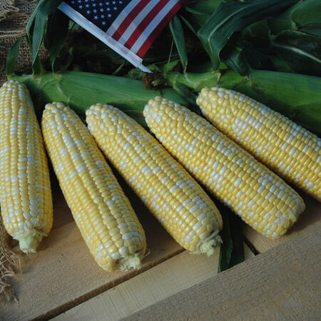 American Dream, (F1) Corn Seed - Packet (1 oz.) image number null